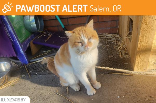 Found/Stray Male Cat last seen Sedona and Lansing, Salem, OR 97301