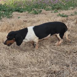 Lost Female Dog last seen Walker & 104th/89th, Oklahoma City, OK 73139