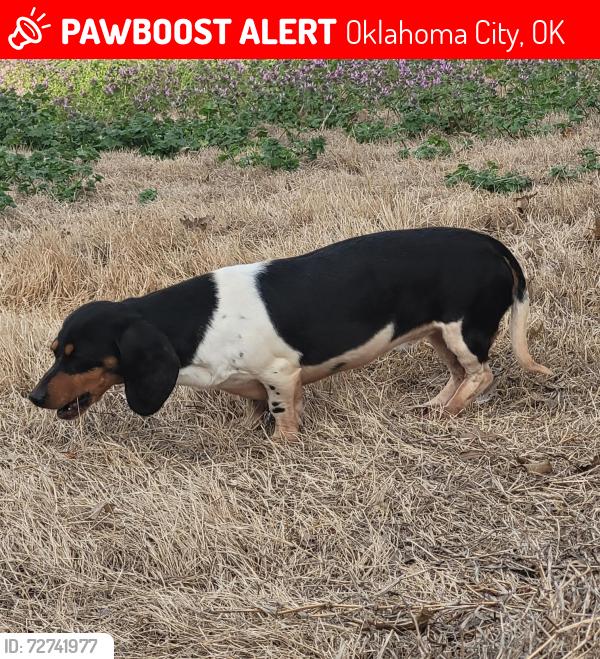 Lost Female Dog last seen Walker & 104th/89th, Oklahoma City, OK 73139