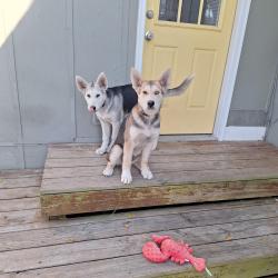 Found/Stray Unknown Dog last seen Woodmere Drive Pensacola , Pensacola, FL 32503
