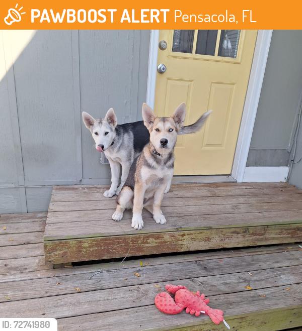 Found/Stray Unknown Dog last seen Woodmere Drive Pensacola , Pensacola, FL 32503
