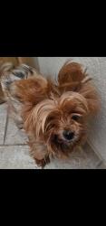 Lost Female Dog last seen 68th and Howard, Milwaukee, WI 53220
