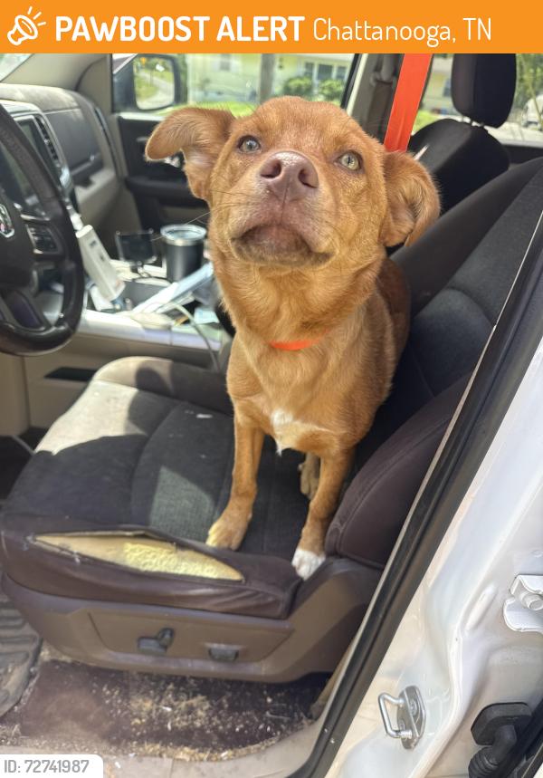 Found/Stray Male Dog last seen Shepherd Rd Hwy 153, Chattanooga, TN 37421