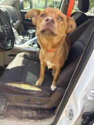 Found/Stray Male Dog last seen Shepherd Rd Hwy 153, Chattanooga, TN 37421