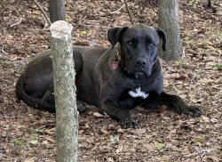 Found/Stray Male Dog last seen County Road 268 and 173, Newville, AL 36353