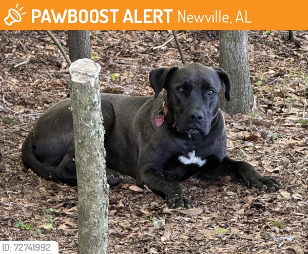 Found/Stray Male Dog last seen County Road 268 and 173, Newville, AL 36353