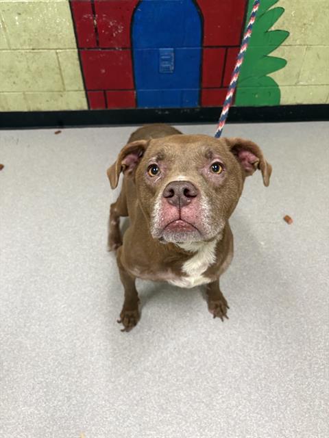 Shelter Stray Female Dog last seen Near , Indianapolis, IN 46221