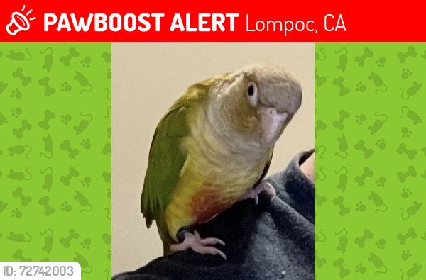 Lost Female Bird last seen Mesa oaks, Lompoc, CA 93436