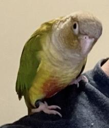 Lost Female Bird last seen Mesa oaks, Lompoc, CA 93436