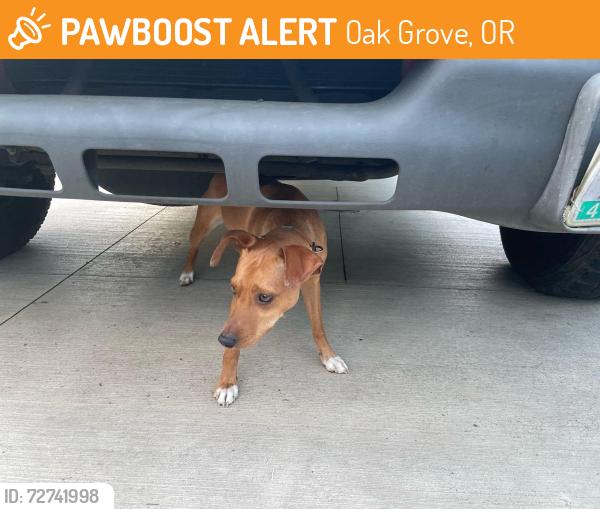 Found/Stray Male Dog last seen On SE Naef Road, between Harold Ave and Gordon St, Oak Grove, OR 97267