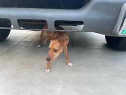 Found/Stray Male Dog last seen On SE Naef Road, between Harold Ave and Gordon St, Oak Grove, OR 97267