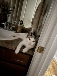 Lost Male Cat last seen Old Guernsey & Guernsey, Pace, FL 32571