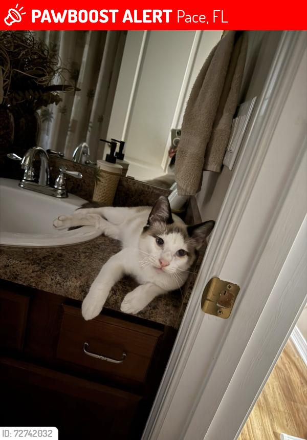 Lost Male Cat last seen Old Guernsey & Guernsey, Pace, FL 32571