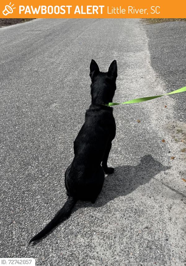 Found/Stray Male Dog last seen Mineola street, Little River, SC 29566