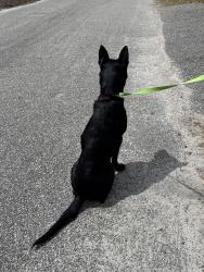 Found/Stray Male Dog last seen Mineola street, Little River, SC 29566