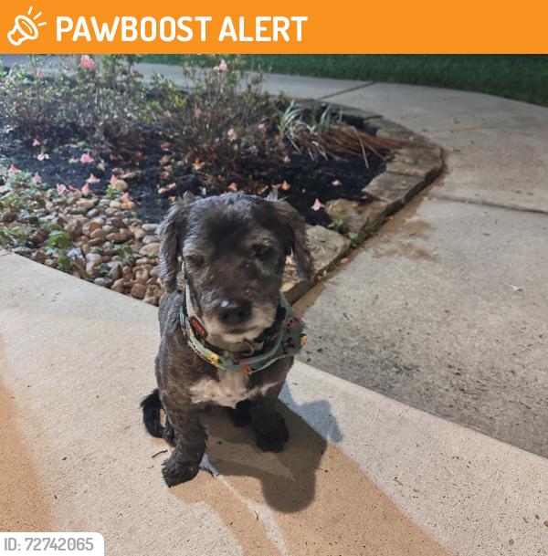 Found/Stray Male Dog last seen N Highmeadow circle , Montgomery County, TX 77355