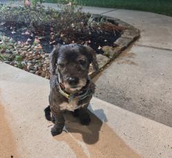 Found/Stray Male Dog last seen N Highmeadow circle , Montgomery County, TX 77355