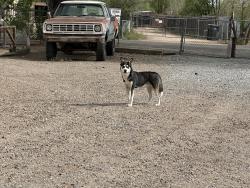 Found/Stray Male Dog last seen Homesite Lane NW, Albuquerque, NM 87114