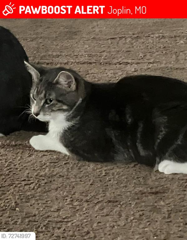 Lost Female Cat last seen 7th st WalMart, Joplin, MO 64801
