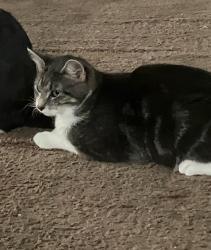 Lost Female Cat last seen 7th st WalMart, Joplin, MO 64801
