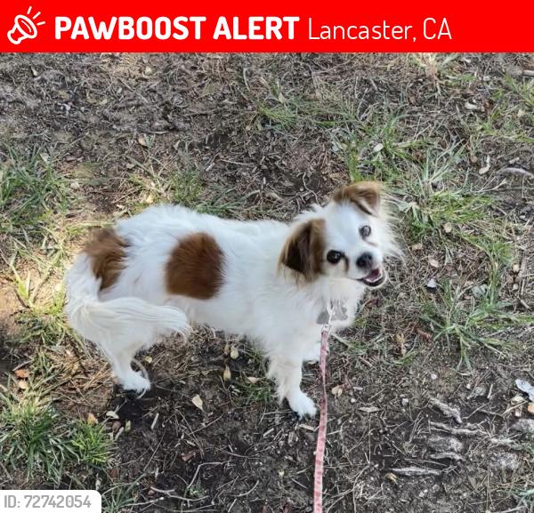 Lost Female Dog last seen Alessandra Ct and 30th St East, Lancaster, CA 93535