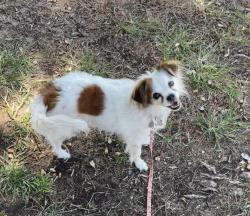 Lost Female Dog last seen Alessandra Ct and 30th St East, Lancaster, CA 93535