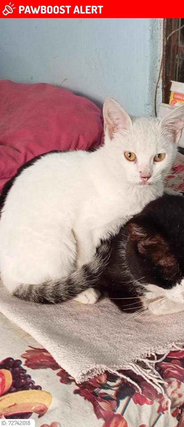 Lost Female Cat last seen Rua Dalmacio Duarte Neves ( Antiga Rua da Mina), Jardim Palmares, RJ 26278-010