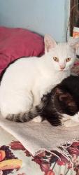 Lost Female Cat last seen Rua Dalmacio Duarte Neves ( Antiga Rua da Mina), Jardim Palmares, RJ 26278-010