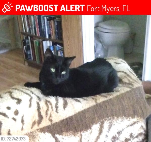 Lost Male Cat last seen Winkler ave and colonial , Fort Myers, FL 33966