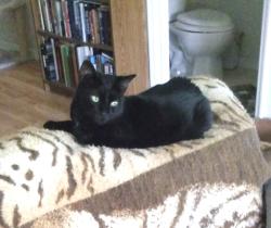 Lost Male Cat last seen Winkler ave and colonial , Fort Myers, FL 33966