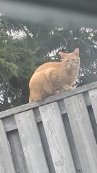 Found/Stray Unknown Cat last seen Mapleview Dr West and Marcellus , Barrie, ON 
