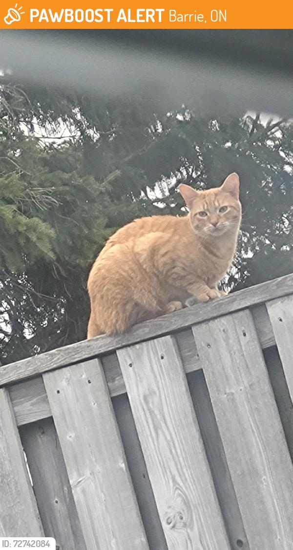 Found/Stray Unknown Cat last seen Mapleview Dr West and Marcellus , Barrie, ON 