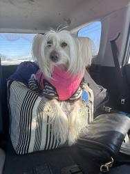 Lost Female Dog last seen High St north of campus, Columbus, OH 43201