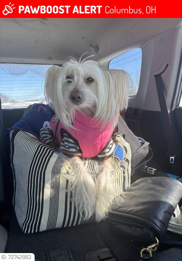 Lost Female Dog last seen High St north of campus, Columbus, OH 43201