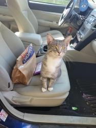 Found/Stray Male Cat last seen W. Francis st. And S. McCoy, Independence, MO 64055