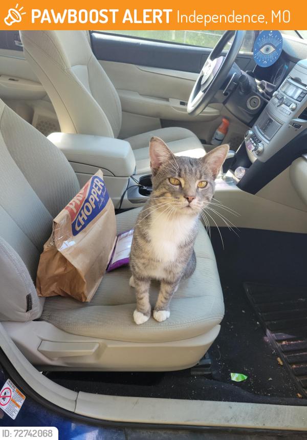 Found/Stray Male Cat last seen W. Francis st. And S. McCoy, Independence, MO 64055