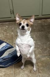 Lost Female Dog last seen Seatonville Avenue, Louisville, KY 40291