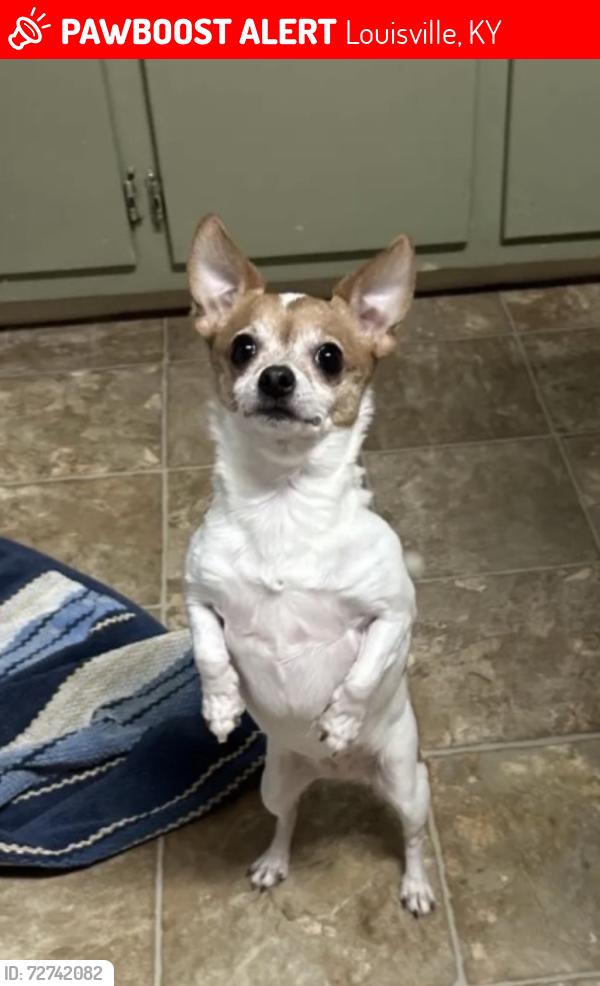 Lost Female Dog last seen Seatonville Avenue, Louisville, KY 40291