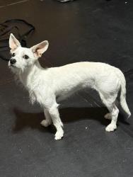 Found/Stray Female Dog last seen Copperfield Westcreek Vilage, Houston, TX 77095