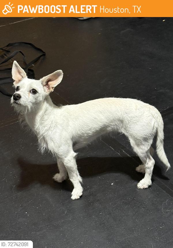Found/Stray Female Dog last seen Copperfield Westcreek Vilage, Houston, TX 77095