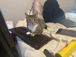 Lost Male Cat last seen Rapid Run Park, Cincinnati, OH 45238