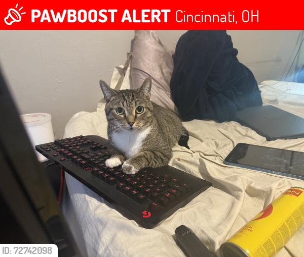 Lost Male Cat last seen Rapid Run Park, Cincinnati, OH 45238
