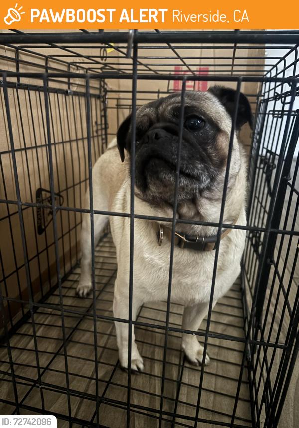 Found/Stray Male Dog last seen Portola Ave., Riverside, CA 92504