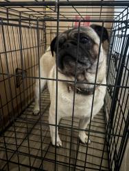 Found/Stray Male Dog last seen Portola Ave., Riverside, CA 92504