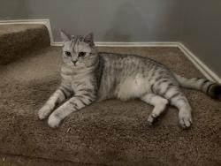 Lost Male Cat last seen The neighborhood across the street from the Keller library , Keller, TX 76248