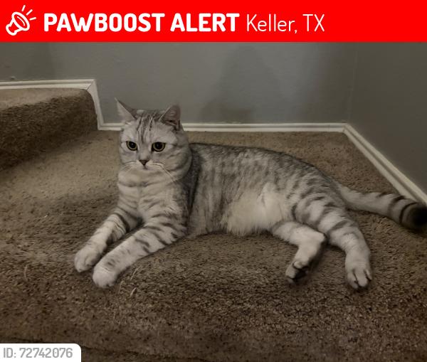 Lost Male Cat last seen The neighborhood across the street from the Keller library , Keller, TX 76248