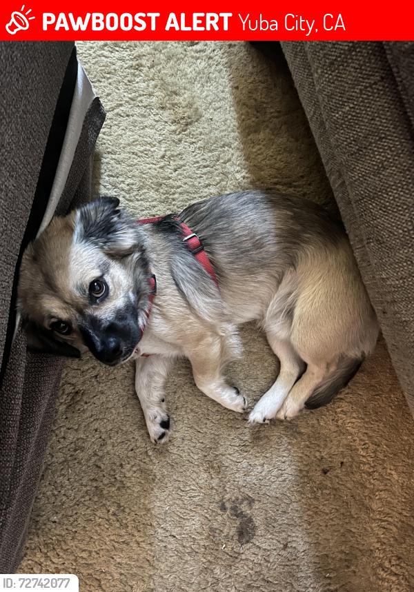 Lost Male Dog last seen Parkway , Yuba City, CA 95993