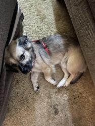 Lost Male Dog last seen Parkway , Yuba City, CA 95993
