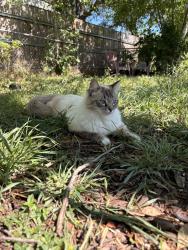 Found/Stray Unknown Cat last seen Bowie Dr, Victoria, TX 77901