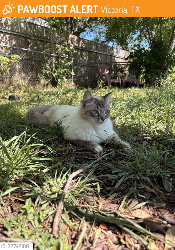 Found/Stray Unknown Cat last seen Bowie Dr, Victoria, TX 77901